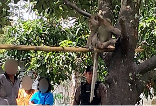 台灣新聞通訊社-靠近一下就沒命!寵物猴突暴走狂咬 6歲童肺部遭獠牙刺穿渾身傷慘死