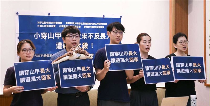 台灣新聞通訊社-小穿山甲疑遭犬殺！動物團體召開記者會呼籲：生態熱區禁餵食、放養犬隻