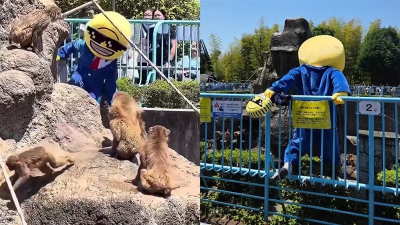 台灣新聞通訊社-闖日本獼猴Panchi君猴山 2美籍男被罰6萬元