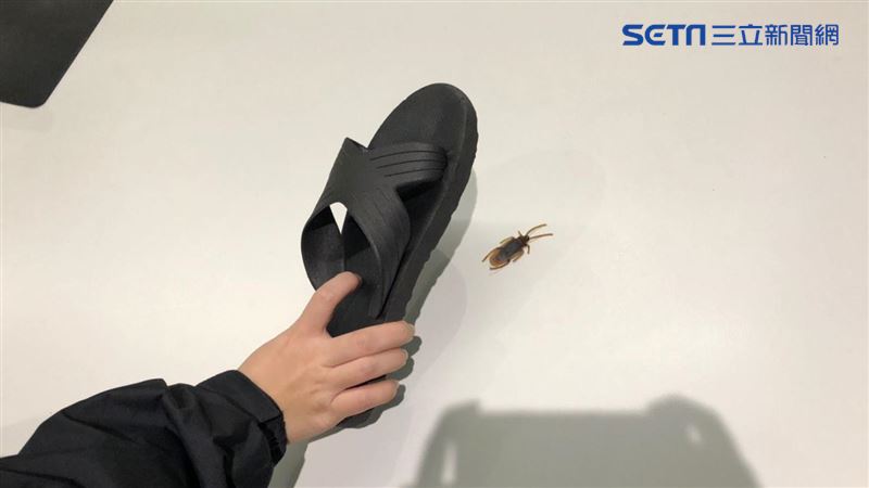 台灣新聞通訊社-雨季蟑螂「恐飛5公尺從2樓入侵」 環保署教3招擋下