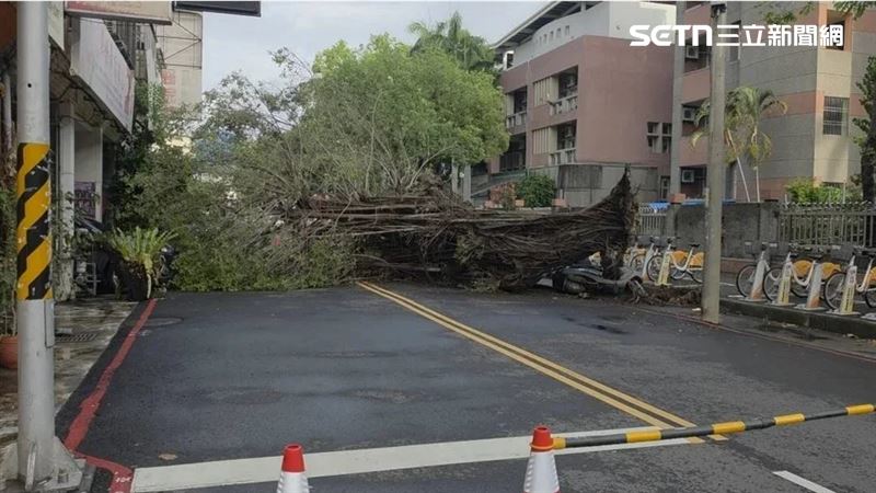 台灣新聞通訊社-台中力行國小旁巨樹「連根斷裂」橫倒路中 建設局急清空