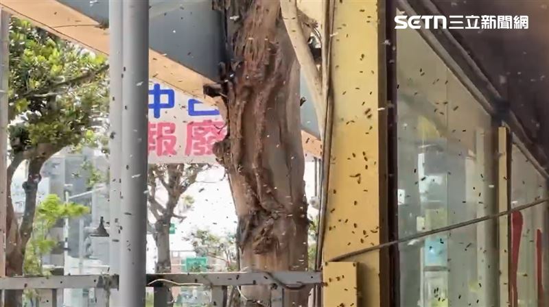 台灣新聞通訊社-萬隻蜜蜂30秒突襲飛進車行 「蜂來富」奇景曝!老闆欣喜:賀成交好幾台