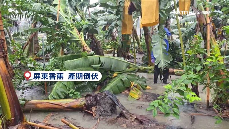 台灣新聞通訊社-全台大雨!香蕉、玉米倒伏 芒果園到處「支流」狂淹