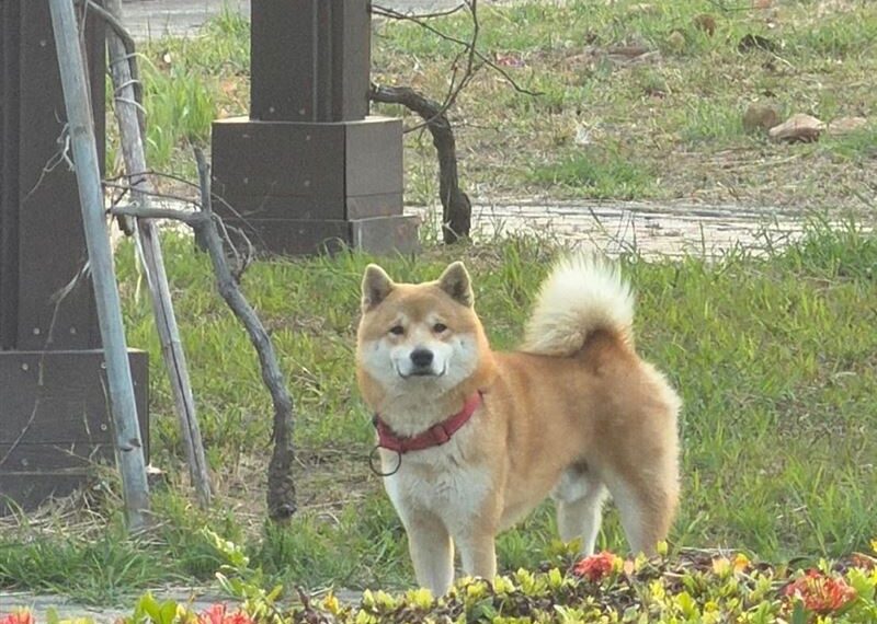 台灣新聞通訊社-跛腳「柯P」跑走了！3歲赤色柴犬離家出走　她懸賞1萬元急尋：快回家