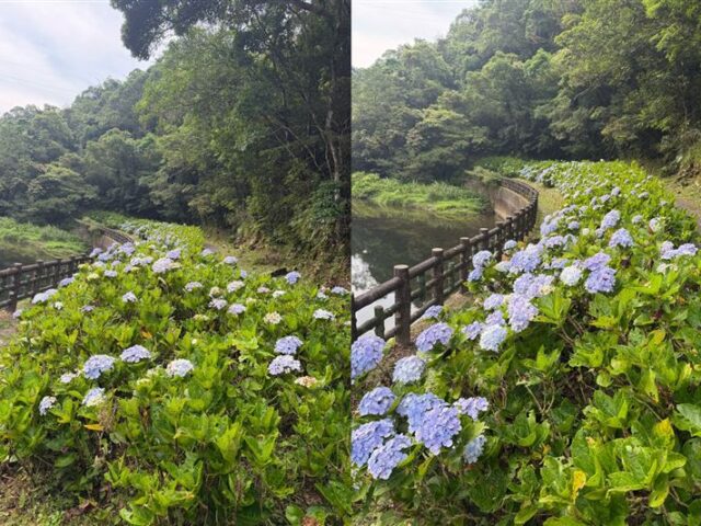 台灣新聞通訊社-秘境／不是陽明山才有！新北「灣潭古道」藏整排繡球花　一路開到7月