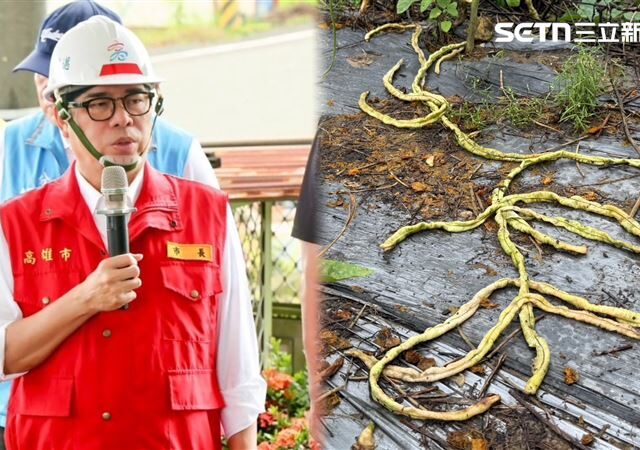 台灣新聞通訊社-死4.2萬牲畜、農損5098萬！高雄現金救助…最後期限曝光