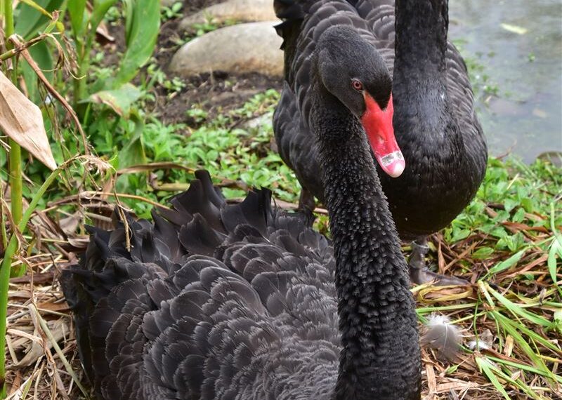 台灣新聞通訊社-爽缺?照顧黑天鵝「時薪600元」?北市動物園急澄清:詐騙陷阱!