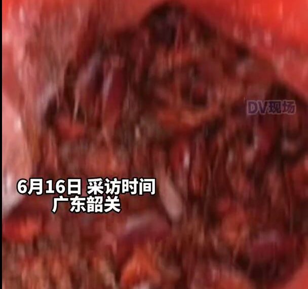 台灣新聞通訊社-廣東社區爆發蟑螂大軍湧街頭 住戶崩潰:多到用桶裝甚至爬進褲管