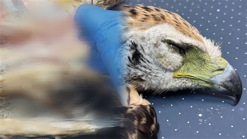 台灣新聞通訊社-直播中…鷲星活43天高空暴斃亡「剖屍死因出爐」！