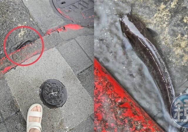 台灣新聞通訊社-暴雨炸雙北！公館商圈淪「漂漂河」　路邊驚見野生土虱