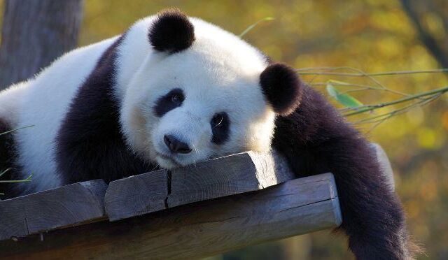 台灣新聞通訊社-為何肉食動物不敢惹貓熊？「古代名字」曝光全懂了