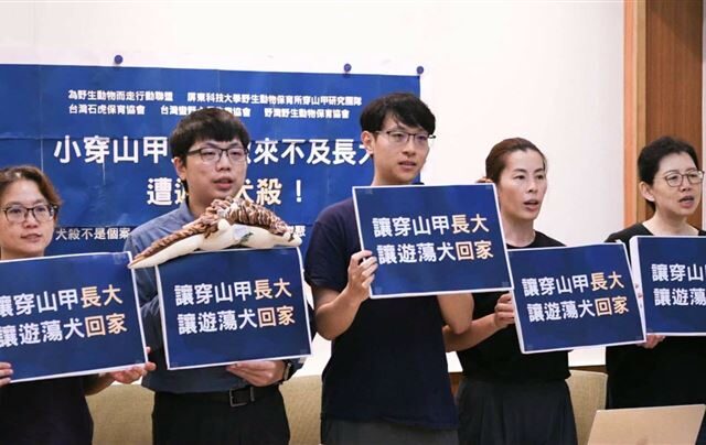 台灣新聞通訊社-小穿山甲疑遭犬殺！動物團體召開記者會呼籲：生態熱區禁餵食、放養犬隻
