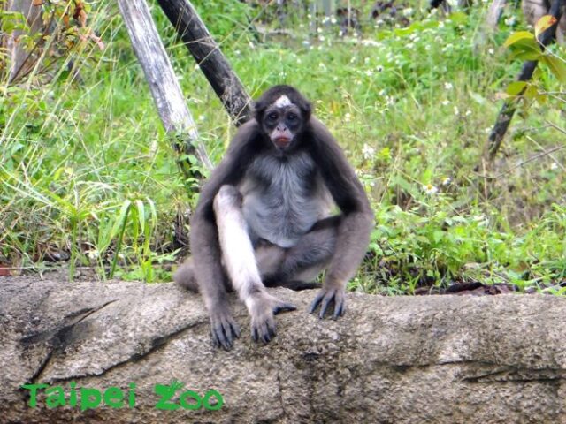 台灣新聞通訊社-北市動物園棕蜘蛛猴脫逃！跑至兒童動物區：吹箭麻醉圍捕中