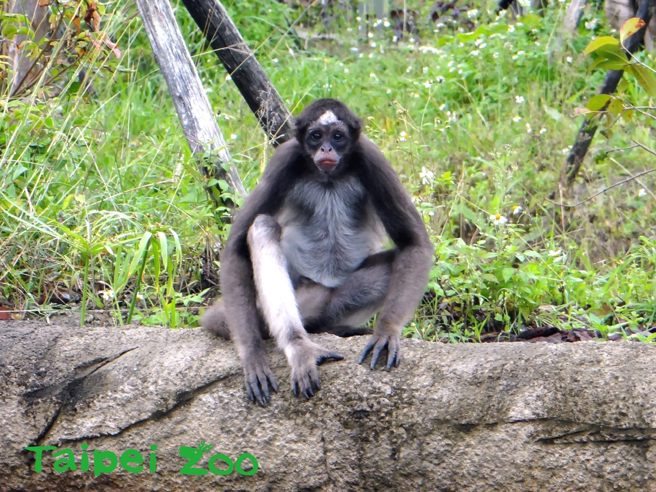台灣新聞通訊社-北市動物園棕蜘蛛猴脫逃！跑至兒童動物區：吹箭麻醉圍捕中