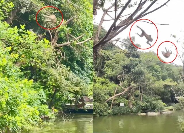 台灣新聞通訊社-太熱了！山中獼猴集體「高空跳水」 網笑：比人類還會玩