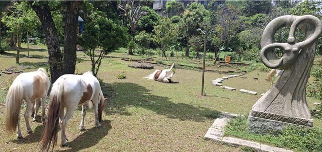 台灣新聞通訊社-老農守護亡妹遺留4匹矮種馬 新北動保處訪視護小馬健康