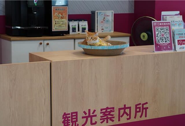 台灣新聞通訊社-獨家》流浪貓偷吃魚條被收編 櫃檯肉償還錢吸17萬人朝聖