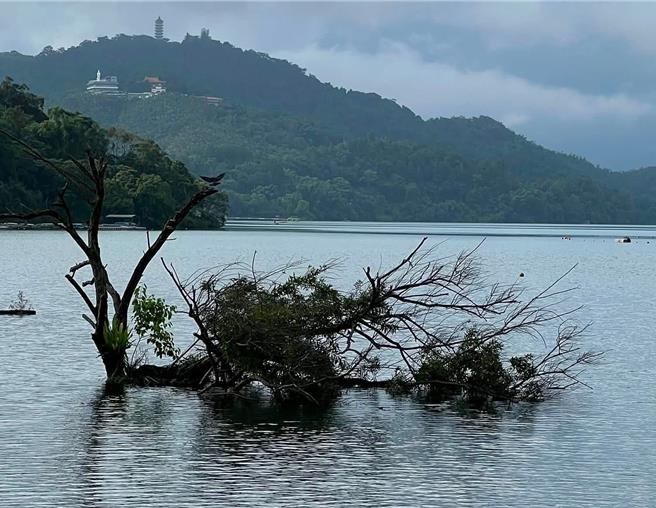 台灣新聞通訊社-不敵強風豪雨 !日月潭「孤獨樹」倒了