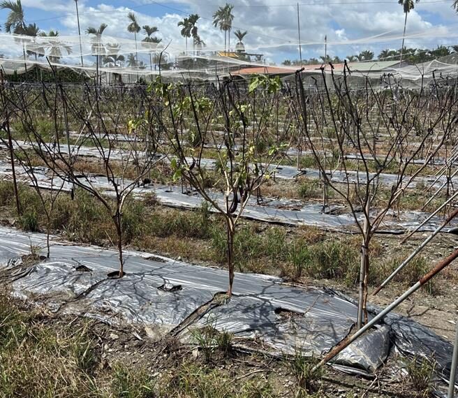 台灣新聞通訊社-屏東豪雨農損救助遭批慢半拍!33鄉鎮僅3公所完成撥款