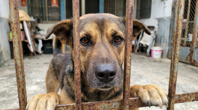 台灣新聞通訊社-高雄大寮飼主放任犬隻2年咬人3次 嗆「罰錢沒差」動保處將查辦