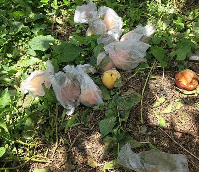 台灣新聞通訊社-颱風、病蟲害夾擊！桃園水蜜桃、水稻收成拉警報