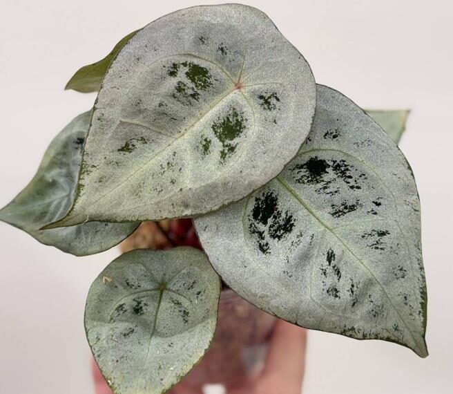 台灣新聞通訊社-2026亞洲植物博覽會登場 夢幻火鶴、鹿角蕨拍賣掀收藏熱潮