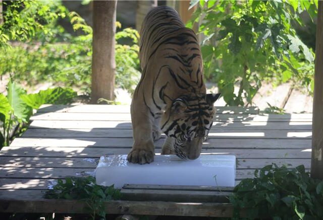 台灣新聞通訊社-萌翻！黑熊戴冰塊手環、羊駝剃光頭 壽山動物園消暑畫面曝光