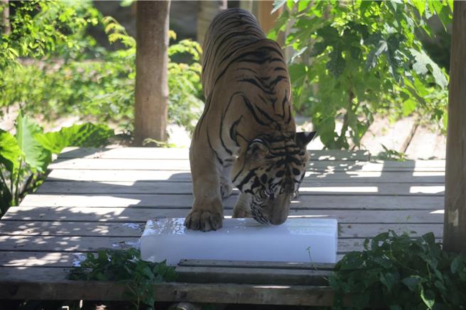 台灣新聞通訊社-萌翻!黑熊戴冰塊手環、羊駝剃光頭 壽山動物園消暑畫面曝光