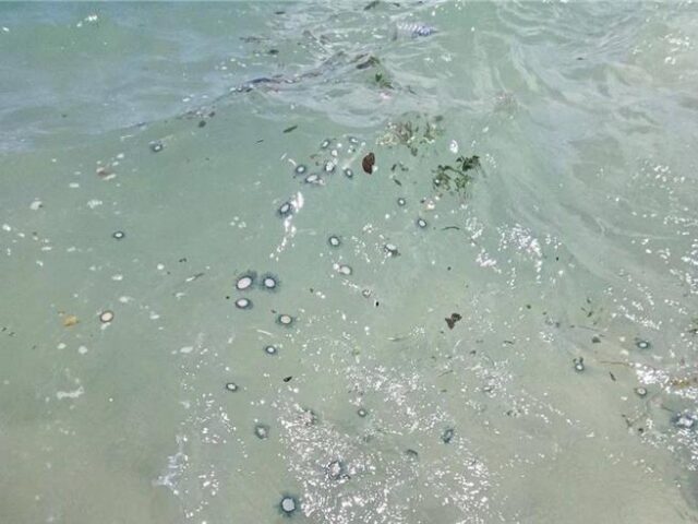 台灣新聞通訊社-澎湖北海錢幣水母大爆發 吉貝海域驚見「硬幣鋪滿海面」