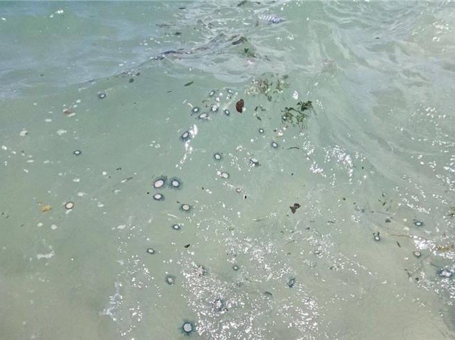 台灣新聞通訊社-澎湖北海錢幣水母大爆發 吉貝海域驚見「硬幣鋪滿海面」