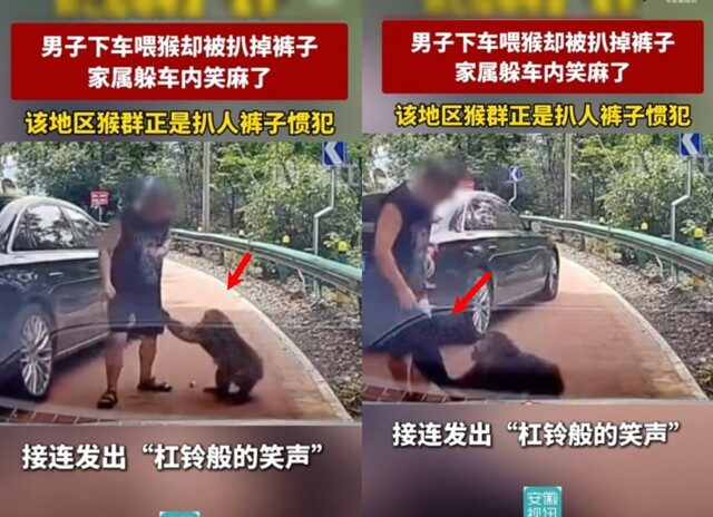 台灣新聞通訊社-男子好奇餵小幼猴「下場慘了」母猴護崽飛撲扒褲！笑翻全網