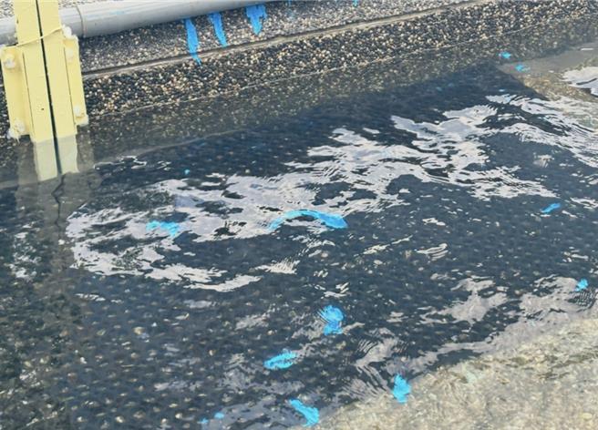 台灣新聞通訊社-宜蘭童玩節開幕2天「落漆漂滿水池」挨轟 遊客憂心孩童戲水安全