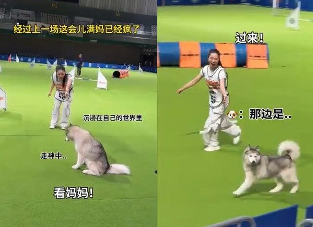 台灣新聞通訊社-哈士奇挑戰寵物競賽？ 女主全程喊聲成亮點 網笑：這二哈不純