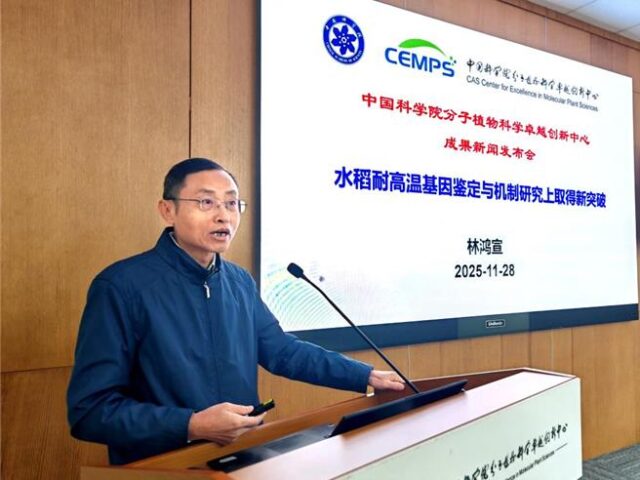 台灣新聞通訊社-陸解碼作物生存智慧收稻像割韭菜「一種多收」 極端氣候更多產