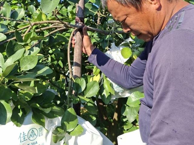 台灣新聞通訊社-去年連獲3次天災理賠 台南文旦今年投保面積暴增1倍