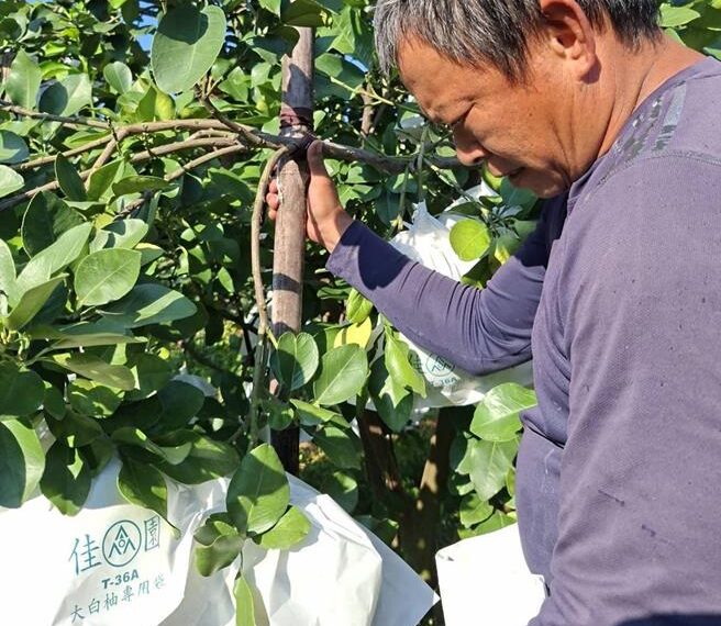 台灣新聞通訊社-去年連獲3次天災理賠 台南文旦今年投保面積暴增1倍