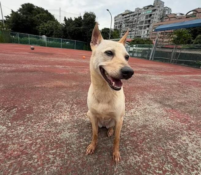 台灣新聞通訊社-遭砍「微笑狗」QQ走出陰霾!板橋動物之家等愛牠的家