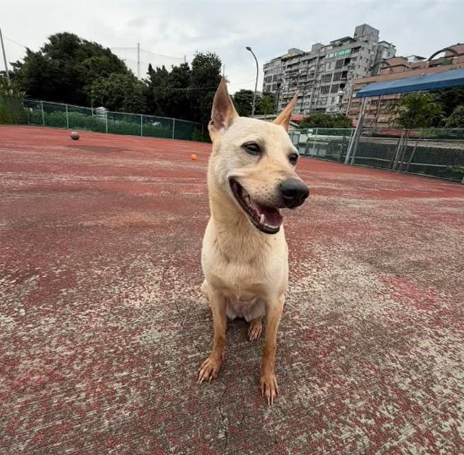 台灣新聞通訊社-遭砍「微笑狗」QQ走出陰霾！板橋動物之家等愛牠的家