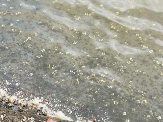 台灣新聞通訊社-暴雨伴高溫曝曬 嘉義沿海文蛤洗「三溫暖」大量暴斃