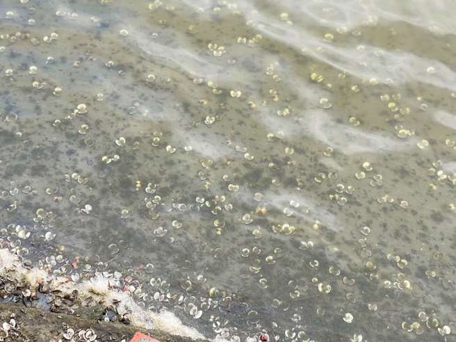 台灣新聞通訊社-暴雨伴高溫曝曬 嘉義沿海文蛤洗「三溫暖」大量暴斃