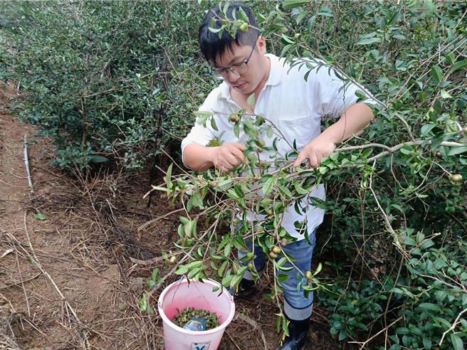台灣新聞通訊社-毒油風暴怕到？淡水「東方橄欖油」身價暴紅