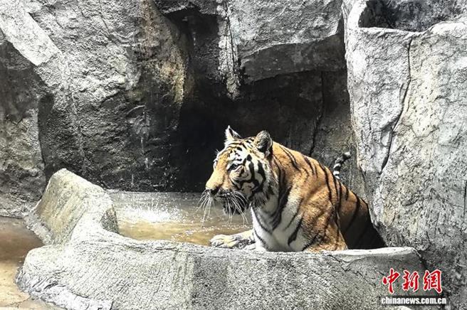台灣新聞通訊社-三伏天熱浪來襲 南昌動物園華南虎戲水、金絲猴吹空調