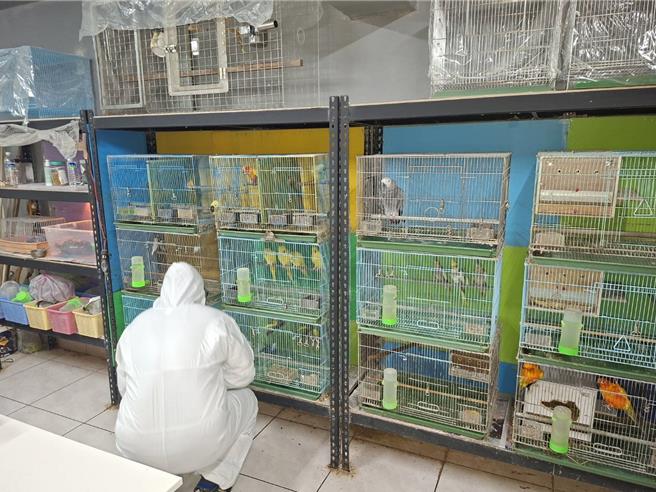 台灣新聞通訊社-鸚鵡、文鳥成療癒「羽毛家人」新北32家鳥店每季檢測禽流感