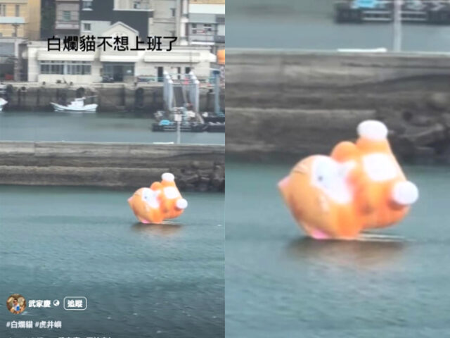 台灣新聞通訊社-白爛貓不想上班？澎湖虎井藝術裝置「滾入港」上演脫逃記