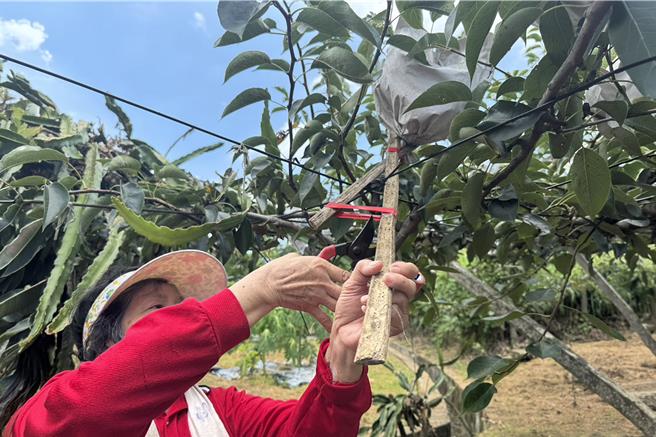 台灣新聞通訊社-果粒太大怕風吹!甘露梨農綁牢枝條 三灣水梨提前搶收防颱
