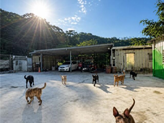 台灣新聞通訊社-擔心認養不合？新北推「30天陪伴認養」計畫解疑慮