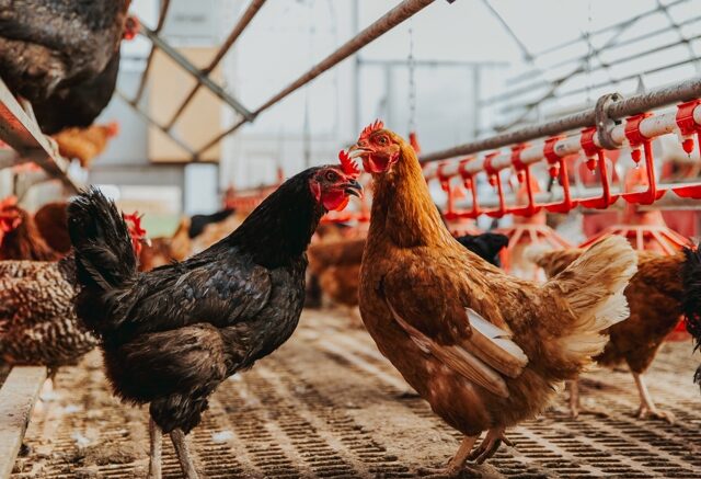 台灣新聞通訊社-癌油豆粕成飼料恐藏毒？農業部：歐盟無苯駢芘標準