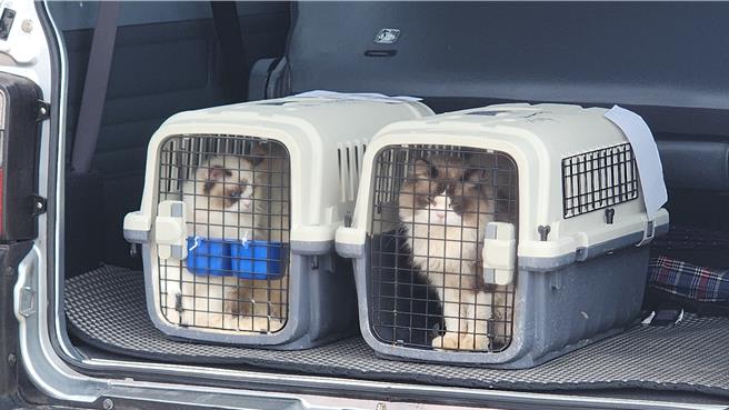 台灣新聞通訊社-走私36隻品種貓!出資人獲判1年 法院:恐帶狂犬病不准緩刑