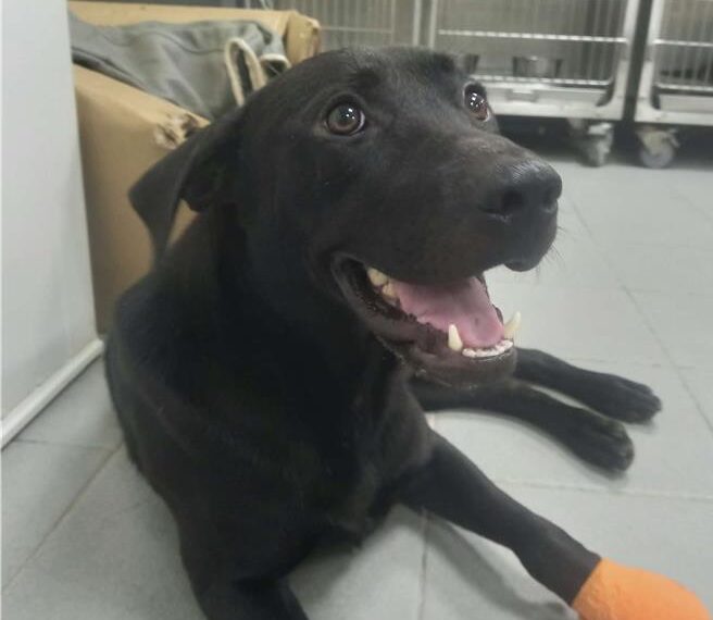 台灣新聞通訊社-拖流血斷趾走進佛堂！浪犬大黑免截肢 奇蹟康復等一個家