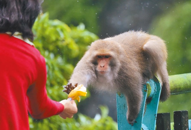 台灣新聞通訊社-陽明山獼猴大軍猖狂擋路!車主餵猴遭公審:就是幫凶之一